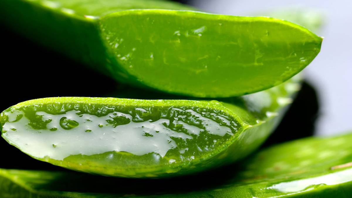 tratar herpes con aloe vera