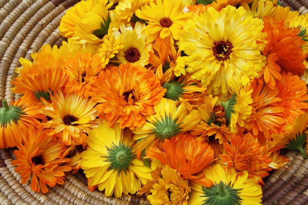 flores de calendula